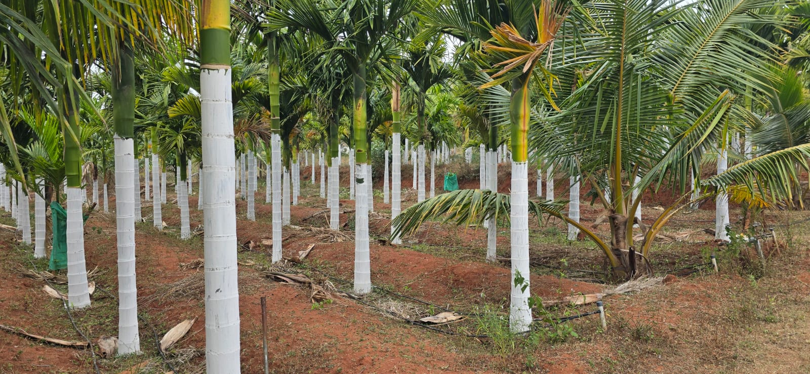 Organic farm at Bettada Thappalu with lush green crops, arecanut plantation and rich Karnataka farmland